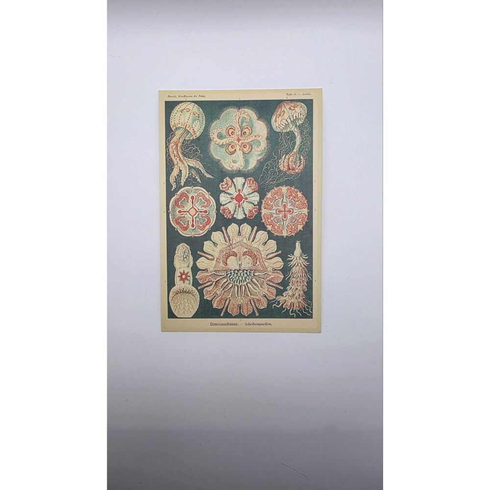 Ernst Haeckel Jellyfish Art Print 4x6 Vintage Scientific Marine Biology